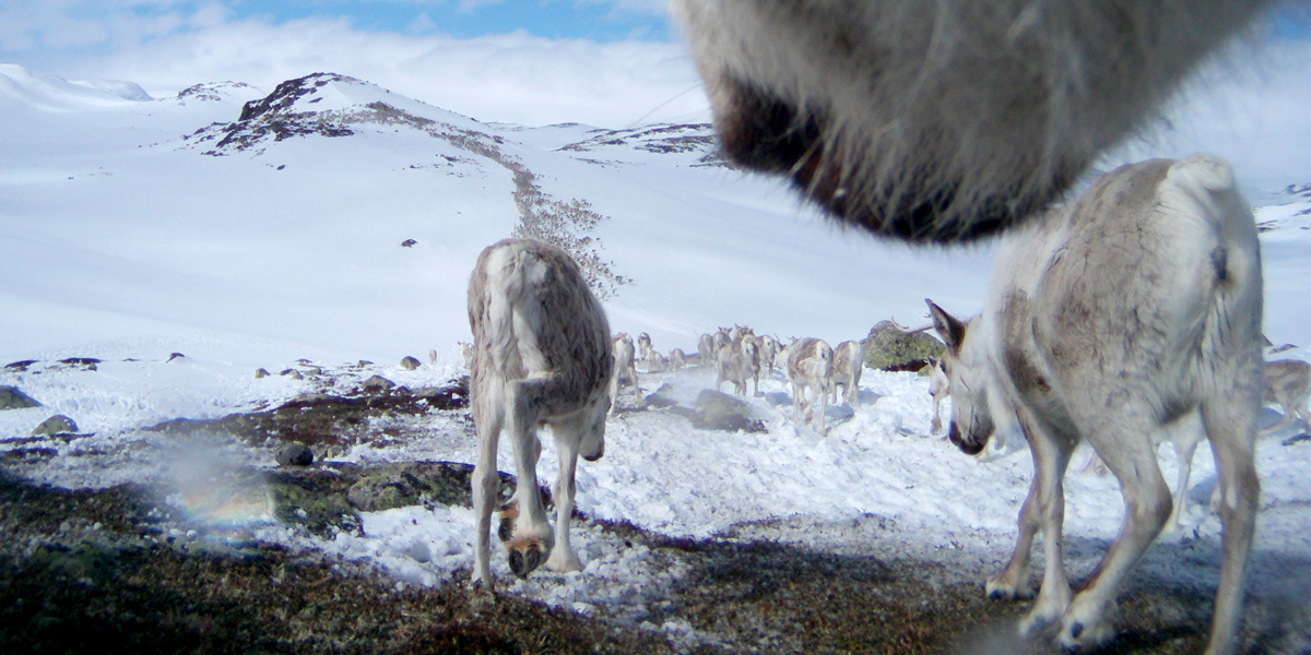 reindeer