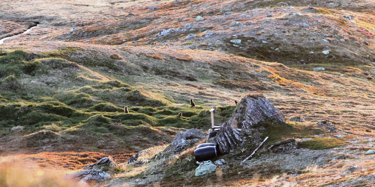 Fjellrevvalper på et hi i Saltfjellet, 2015. Foto © Kristian Sivertsen, Statskog Fjelltjenesten