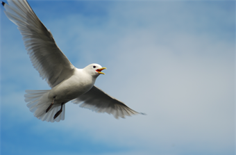 Tause fuglefjell - en fotografisk tidsreise