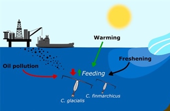 Cumulative impacts of oil production and ocean warming in the Arctic