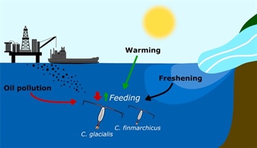 Cumulative impacts of oil production and ocean warming in the Arctic
