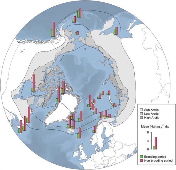 Mercury concentrations in alcids varied between the breeding (green) and non-breeding period (red) and between the study colonies. Ill. Céline Albert	