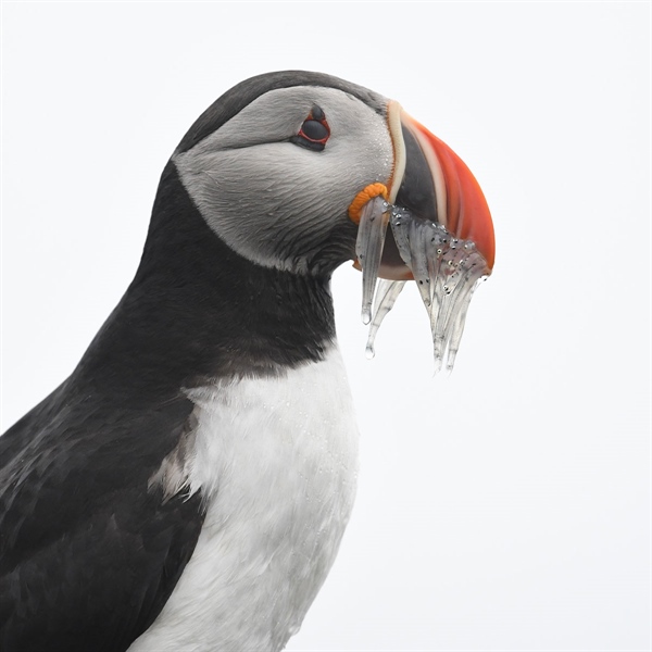 Marine organisms assimilate mercury through their diet, and the contaminant magnifies through the food web. The photo shows an Atlantic puffin with herring larvae. Photo: Venke Ivarrud/SEAPOP