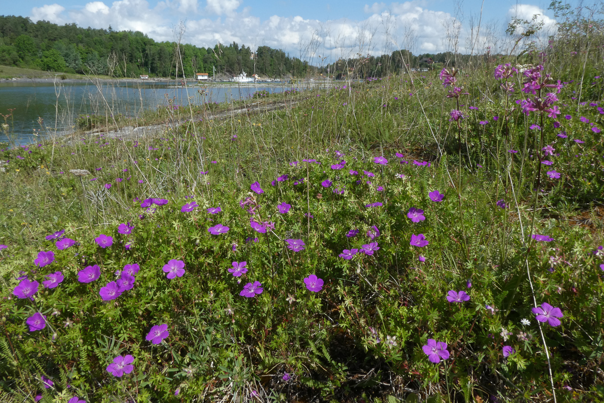 Åpen grunnlendt kalkmark er en artsrik naturtype. Foto: Siri Lie Olsen.