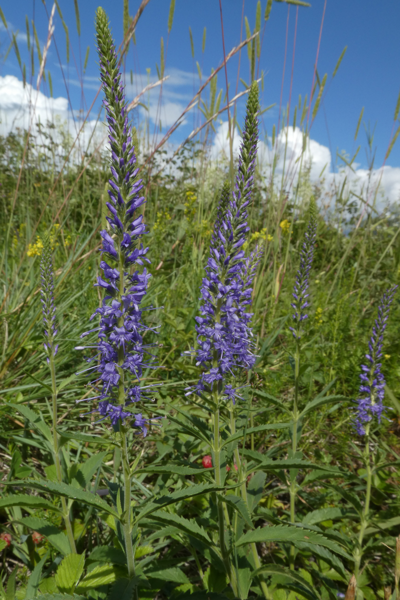 	Åpen grunnlendt kalkmark er leveområde for mange sjeldne arter, som aksveronika, som er sårbar på den norske Rødlista for arter. Foto: Siri Lie Olsen.