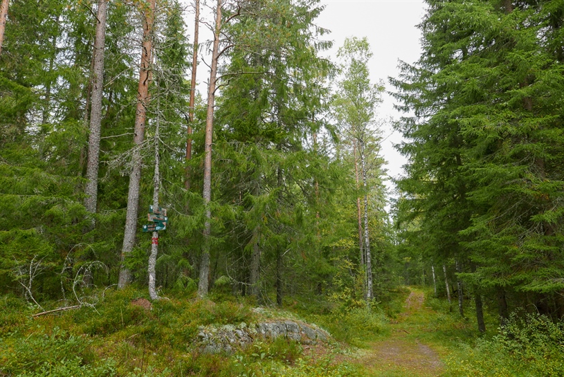 Med litt restaureringshjelp vil nasjonalparkområdet med tiden bli mer variert, til glede for flere hundre tusen mennesker som bor i umiddelbar nærhet. Foto: Rannveig M. Jacobsen.