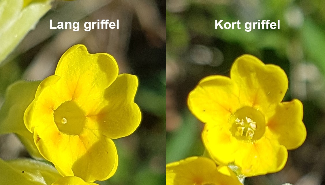 Griffelen i en blomst av marianøkleblom kan være lang (t.v.) eller kort (t.h.). Forskjellen er som regel ganske tydelig å se. Foto: Tsipe Aavik (sjekk også på prosjektsiden www.cowslip.science).