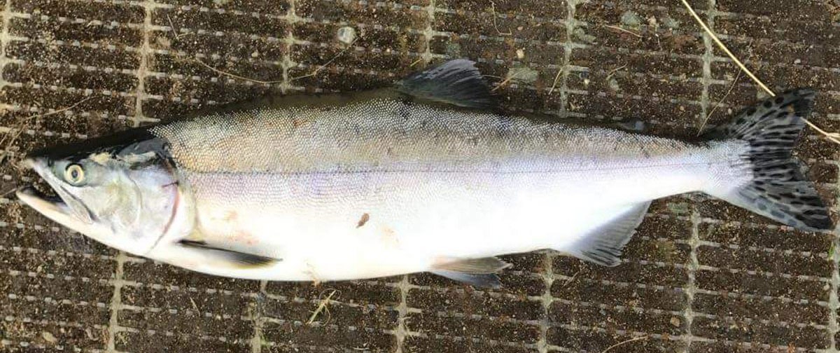 Nygått pukkellaks, før den har utviklet gytedrakt. Legg merke til de typiske flekkene på halefinnen. Foto: Svein Åge Haar.