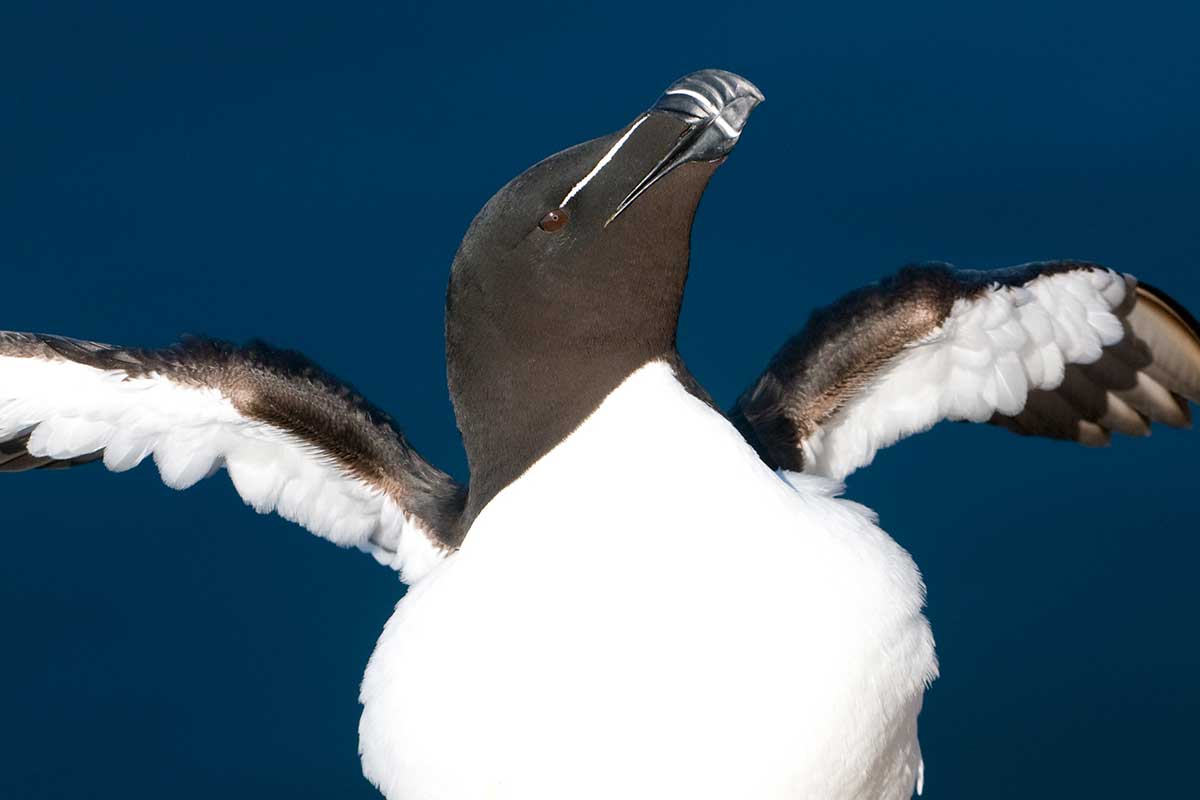 Seabirds are important indicators of the state of marine ecosystems. The razorbill series from Hornøya is one of the time series included in the study. Photo: Tycho Anker-Nilssen / NINA.