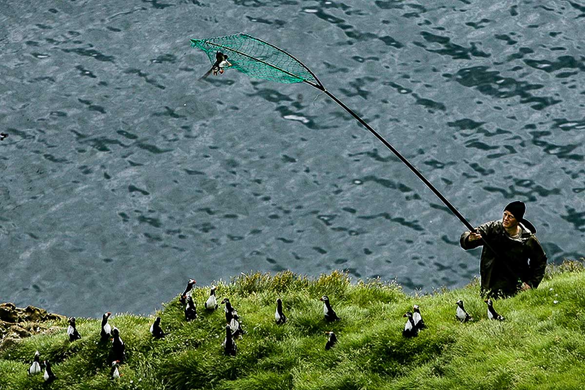 Nedgangen i hekkesuksess er grunnen til at fangsten av lunder på Vestmannøyene ble innstilt i 2010. Foto: Ragnar Axelsson