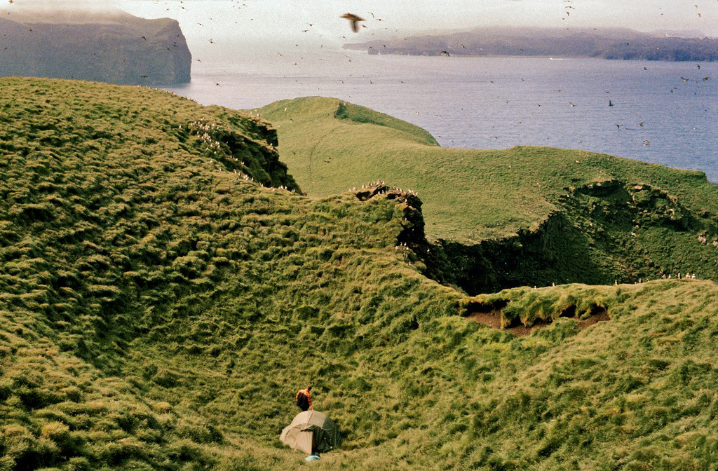 130 år med fangstdata av lunder på Vestmannøyene på Island viser at global oppvarming medvirker til bestandsnedgangen av verdens største lundekoloni. Foto: Arnþór Garðarsson