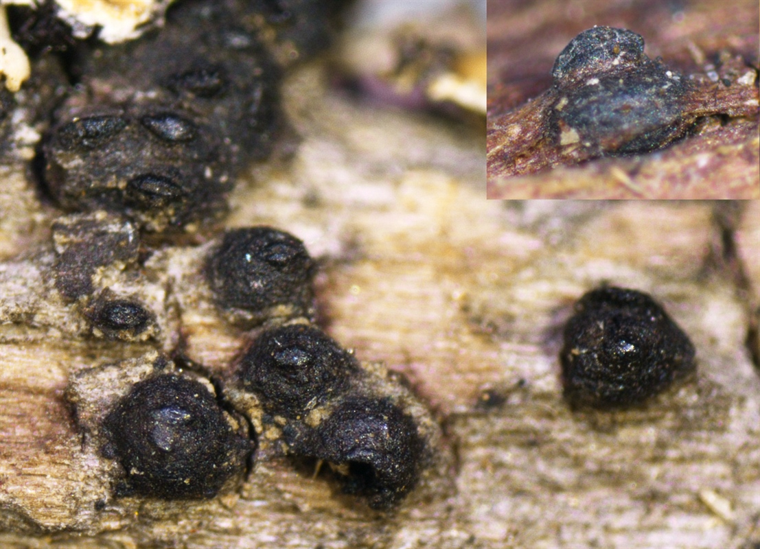 Fruktkropper fra Lophiostoma compressum på ved fra løvtre. Foto: Mathias Andreassen/Björn Nordén.