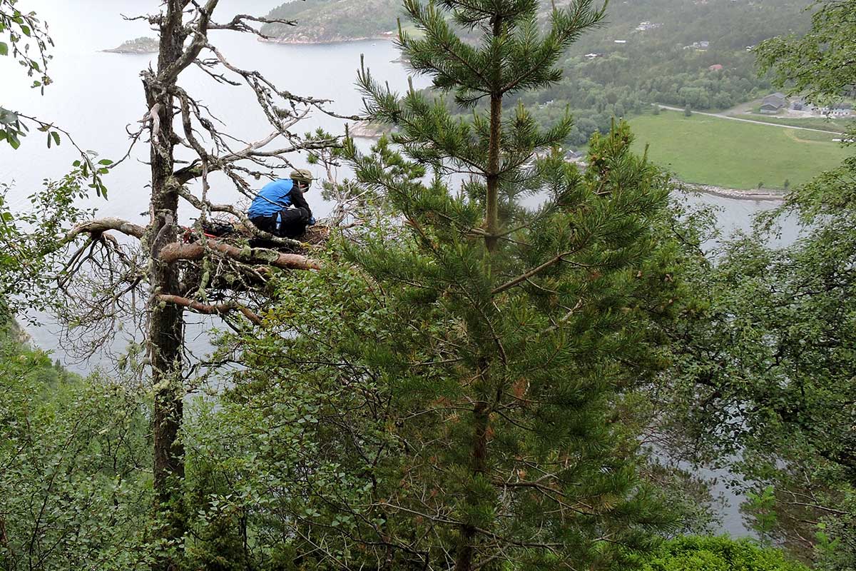 Havørn bygger reir på fjellhyller eller i trær, og bruker gjerne det samme reiret år etter år. Der det ikke fins trær eller fjellhyller, kan den hekke på bakken. Foto: Duncan Halley / NINA