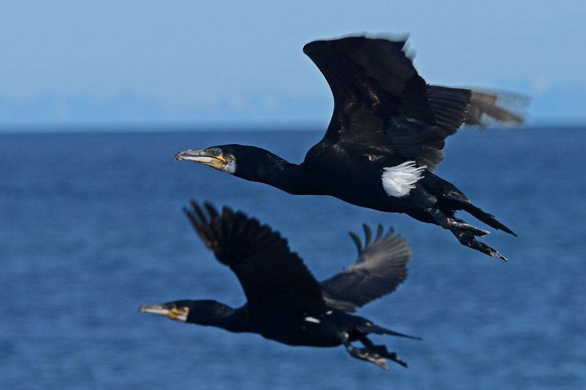 Den atlantiske underarten av storskarv (her i sommerdrakt) fanger for det meste små årsklasser av torsk og sei. Foto © Tycho Anker-Nilssen