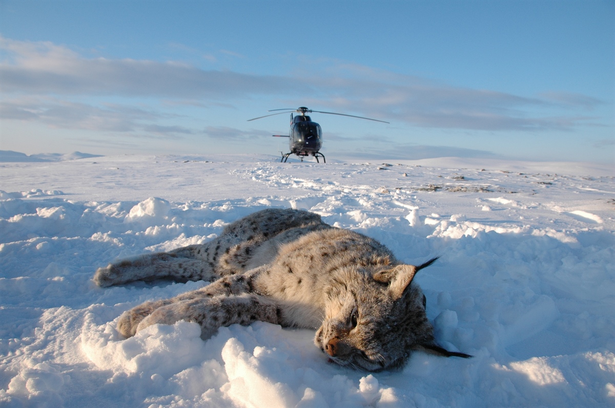 Gaupene ble bedøvet fra helikopter og påmontert GPS-sendere som faller av etter et par år. Her er hanngaupa M246 i Porsanger i februar 2009. Foto: Thomas H. Strømseth 