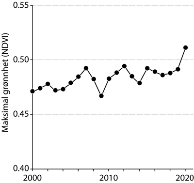 Tidsserie for sesongens høyeste grønnhet (maksimal NDVI) fra satellittdatasettet MODIS MCD43A4 for perioden 2000 til 2020 for hele det sirkumarktiske området, inkludert Finnmarkskysten, Bjørnøya, Jan Mayen og Svalbard. (Utdrag fra figur 5.25 i årets 