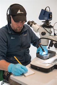 Kjetil Olstad (NINA) sjekker gyroinfeksjonen på laksunger før doseringsstart. Foto: Anders Gjørwad Hagen/NIVA.