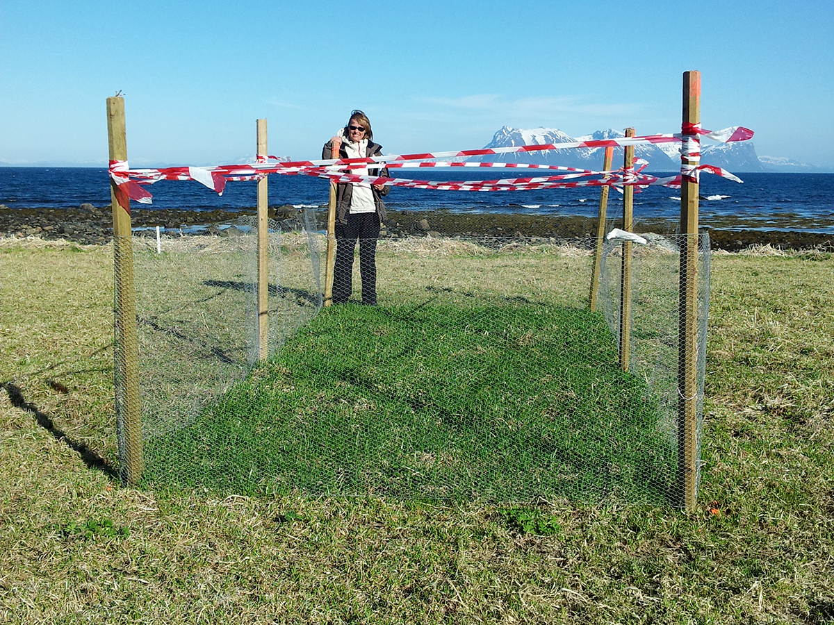 – Ulikt beitetrykk gir naturlig nok ulik belastning på arealene, fortelle Ingunn Tombre, seniorforsker i NINA. Her ved testfelt i Vesterålen. Foto: Caroline Ernberg Simonsen.