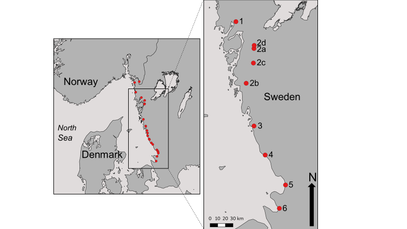   Kartet viser villaksbestander langs den svenske vestkysten. Prøver til studien ble samlet inn fra 1=Örekilsälven, 2=Göta älv, 3=Viskan, 4=Ätran, 5=Lagan, 6=Rönne å