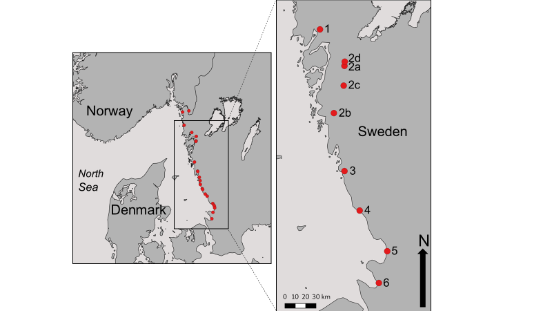  Kartet viser villaksbestander langs den svenske vestkysten. Prøver til studien ble samlet inn fra 1=Örekilsälven, 2=Göta älv, 3=Viskan, 4=Ätran, 5=Lagan, 6=Rönne å