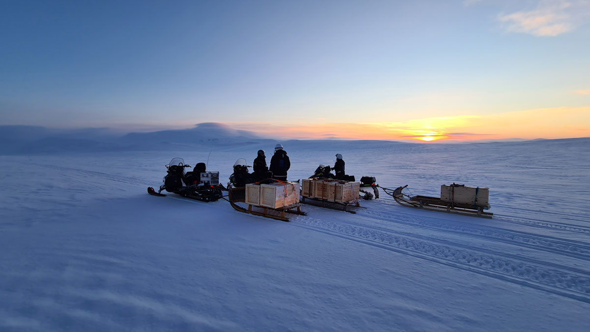 Fjellrevene fraktes ut til sine nye hjem i Reisa Sør. Foto: Craig Jackson, NINA