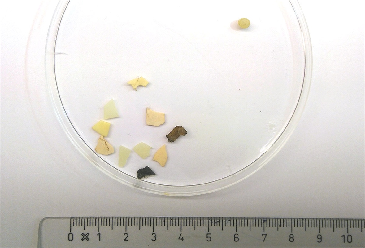 Plastpartikler funnet i magen til en havhest. Foto: Nina Dehnhard/NINA