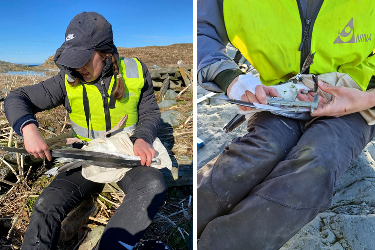A field assistant weighs a kittiwake and measures its wing length, two important measurements  when ringing a bird for the first time, that help us understand more about their condition on capture. Photo: Kate Layton-Matthews.