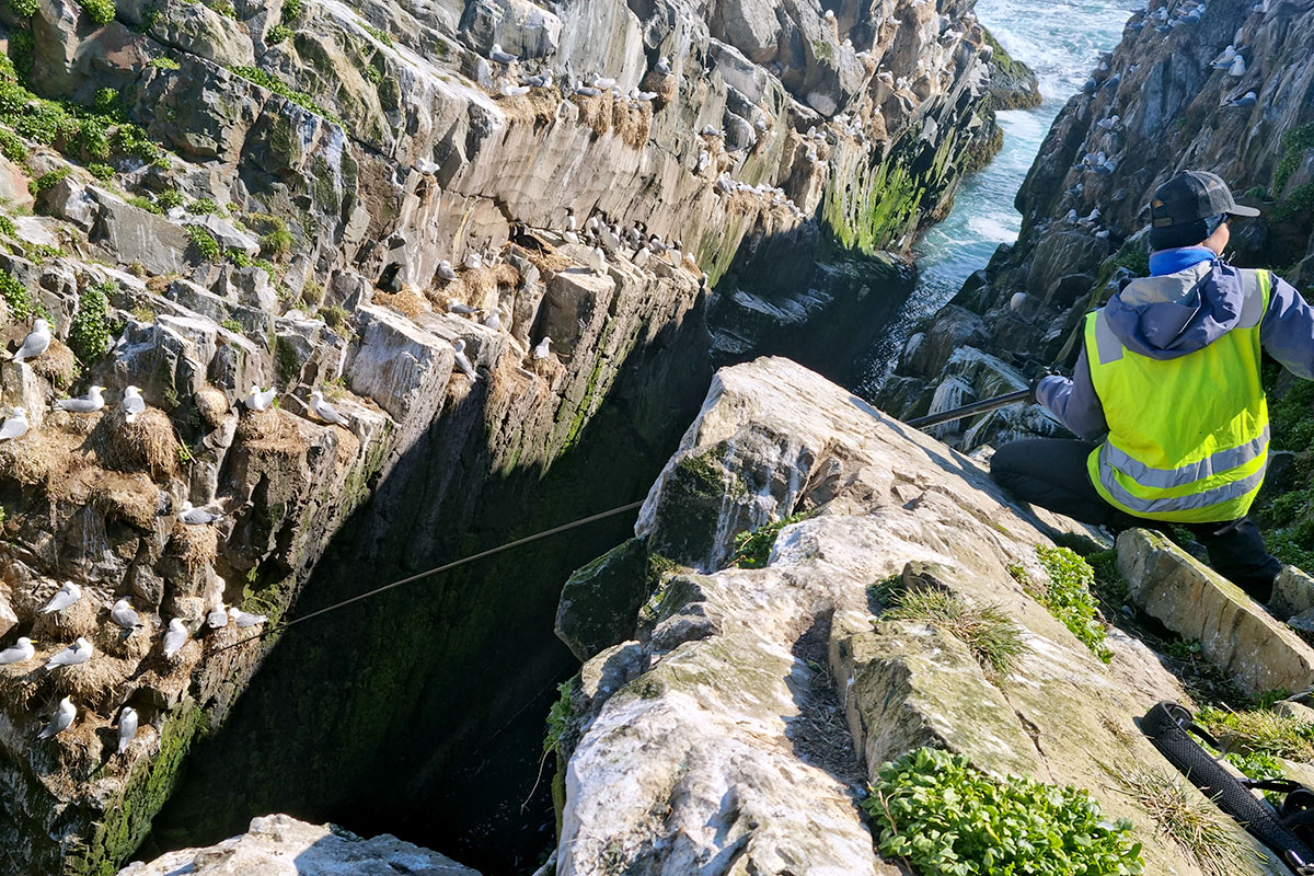 Hornøya bird cliff, a scenic home to many breeding seabirds including Black-legged kittiwakes, Brünnich guillemot , Atlantic puffins and Common guillemots. Photo: Kate Layton-Matthews.