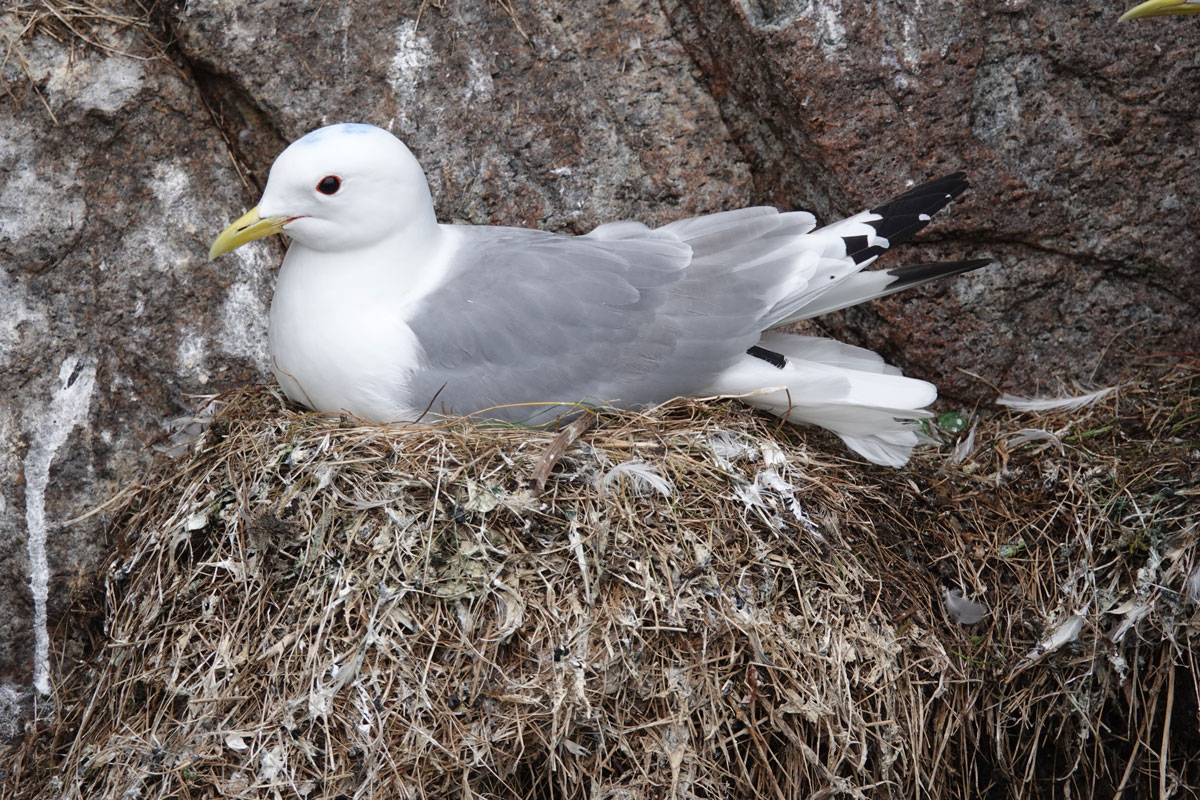 Kittiwake from Anda with GPS-logger mounted on the tail. This logger weighs six grams and can stay on during the whole chick rearing period. Photo: Signe Christensen-Dalsgaard.