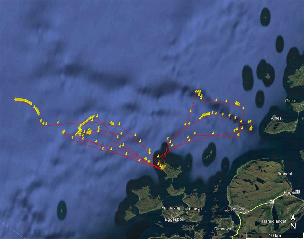 GPS-spor fra en hekkende lundefugl på Runde.