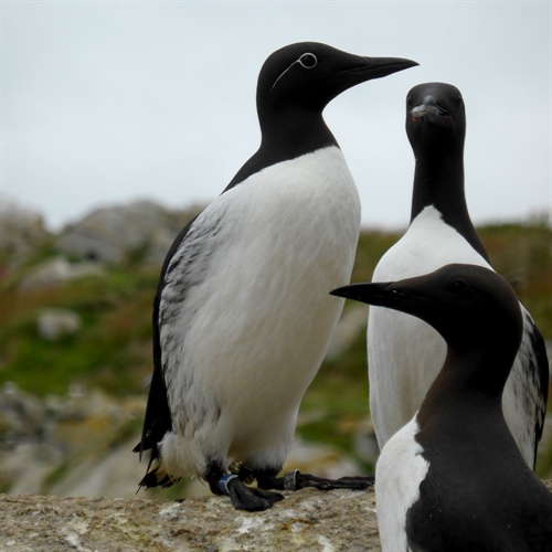 Common guillemot with a light logger attached to the blue leg ring.