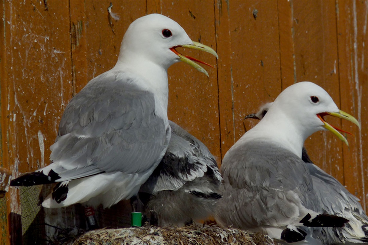 Black-legged kittiwake attending its chick at Sør-Gjæslingan. The light logger is attached to the green leg ring.