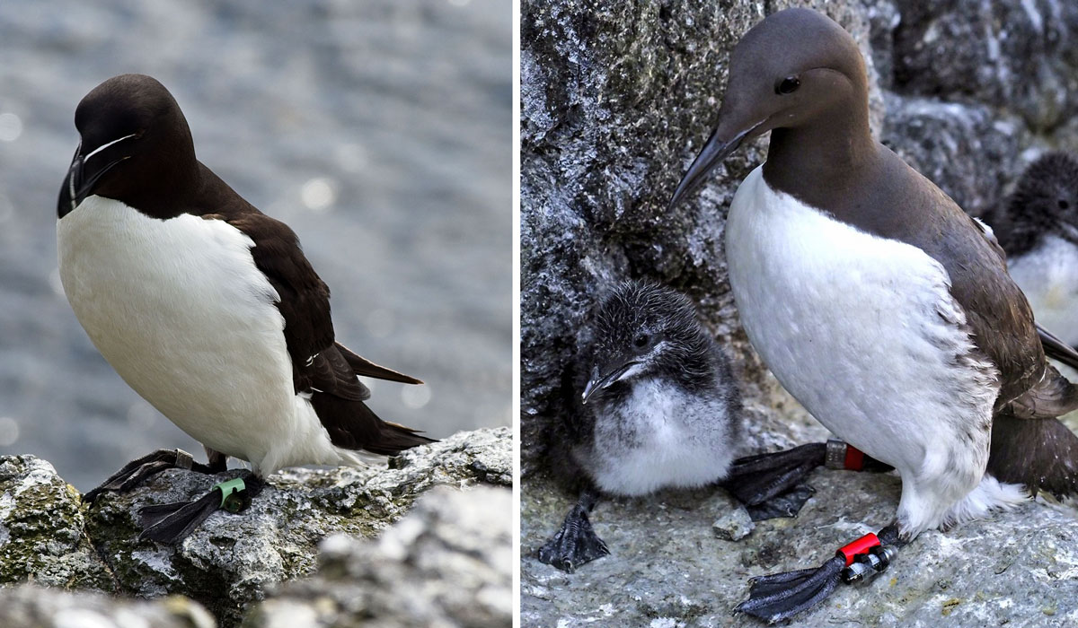 Left: razorbill with a geolocation-immersion logger; right: common guillemot with a time-depth recorder and geolocation-immersion logger. Photo credit: Andrew Carter. 