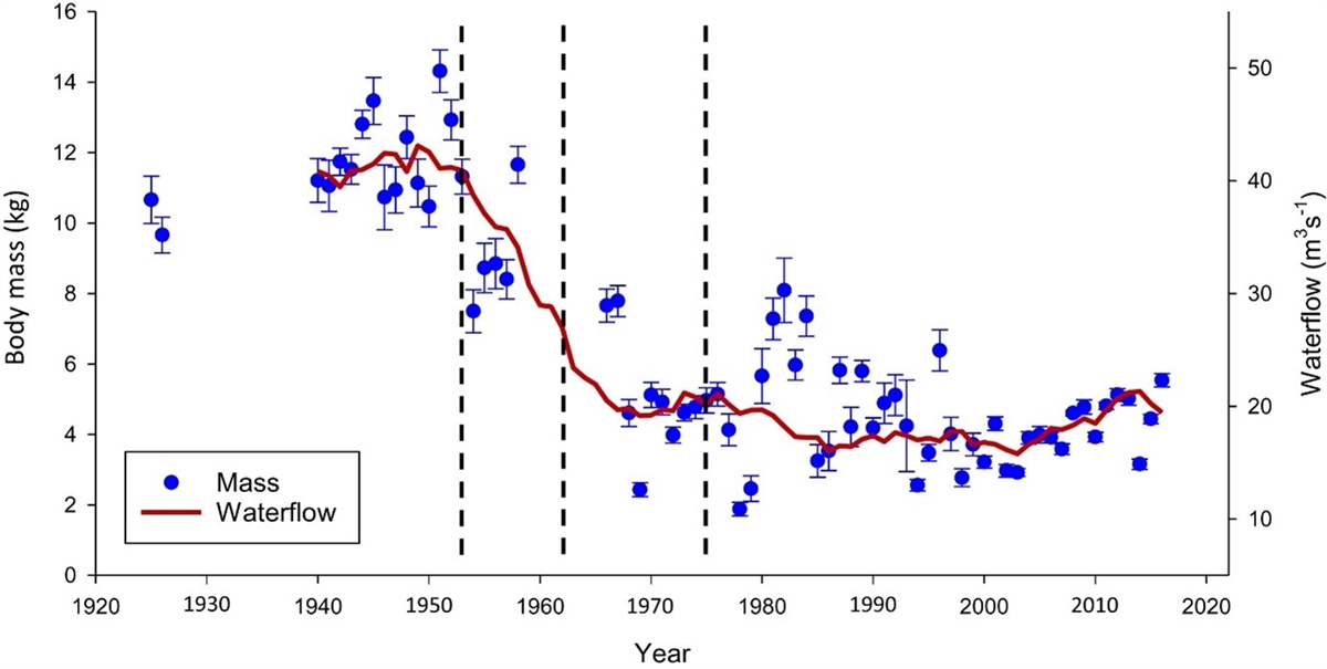 Three hydropower developments have reduced the River Eira’s waterflow (dotted lines). In 1953, 1962 and finally in 1975. Body size (blue points) follows the reduction in waterflow (red line). 