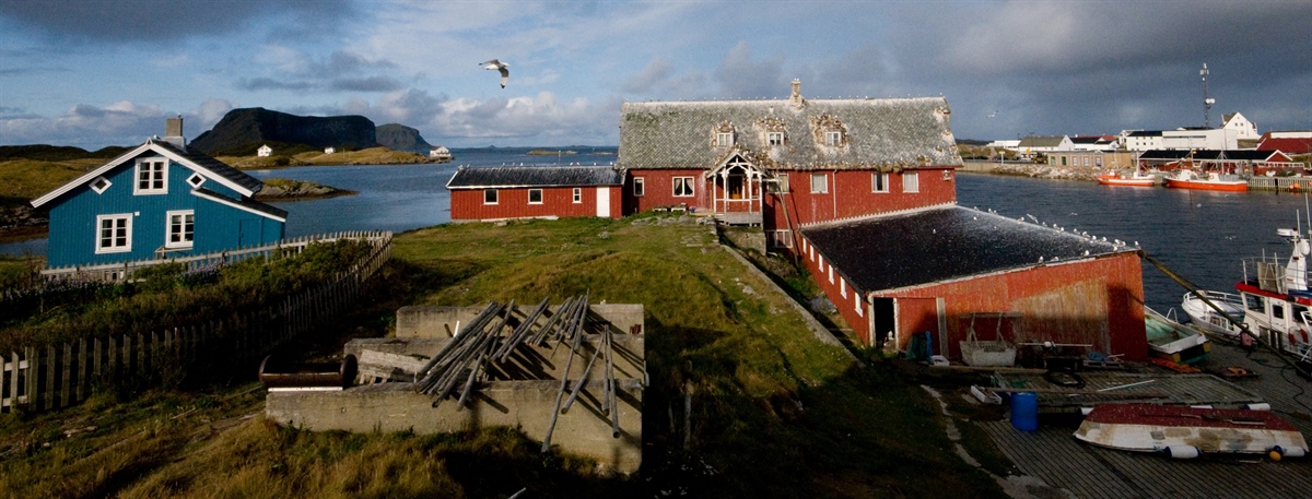 Langt færre krykkjer hekket på taket av rorbua i havna tilbake i 2009. Foto: Tycho Anker-Nilssen / NINA