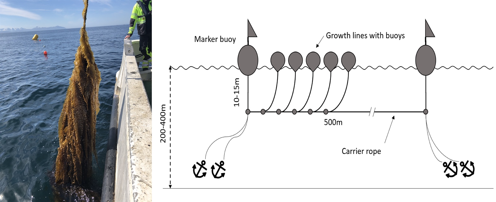 Venstre: Dyrkningsforsøk med sukkertare som Sintef Ocean utførte på kysten av Nordmøre (Foto: SINTEF Ocean). Høyre: Skjematisk tegning av en Macroalgal Cultivation Rig. (Diagram endret fra Bak mfl. 2018)