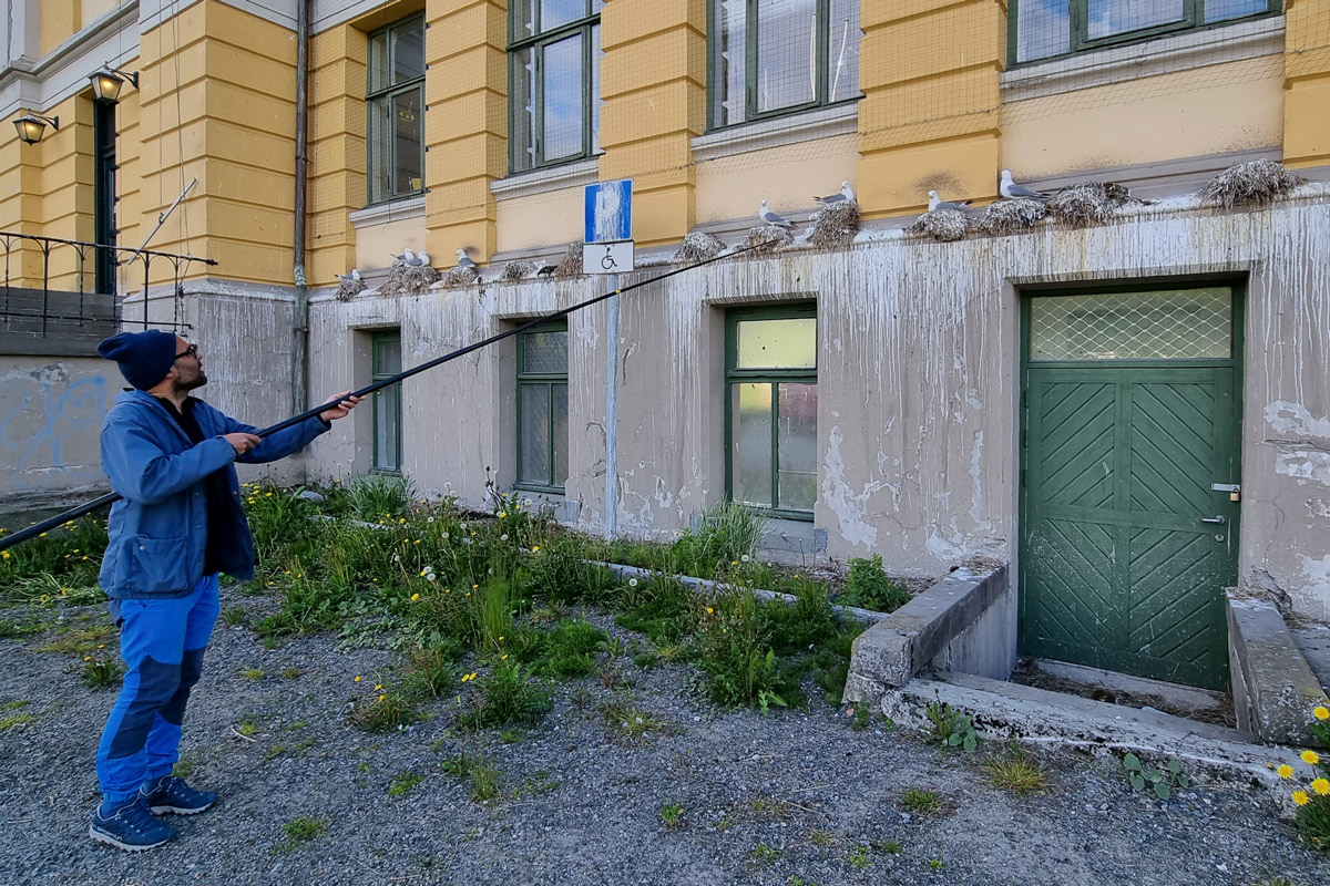 Forsker på effekten av krykkjehotell. Foto: Karl-Otto Jacobsen/NINA