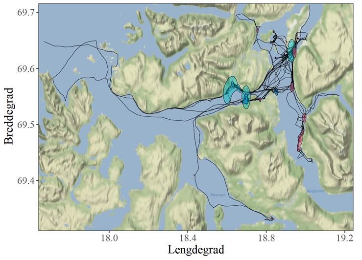 GPS-merking avslørte at de fleste krykkjene dro på næringssøk til de nærliggende fjordene Balsfjord og Malangen sør for Tromsø.   Et individ dro så langt ut som til eggakanten utenfor Kvaløya, en total reiseavstand på 410 km og turen tok 31 timer. 