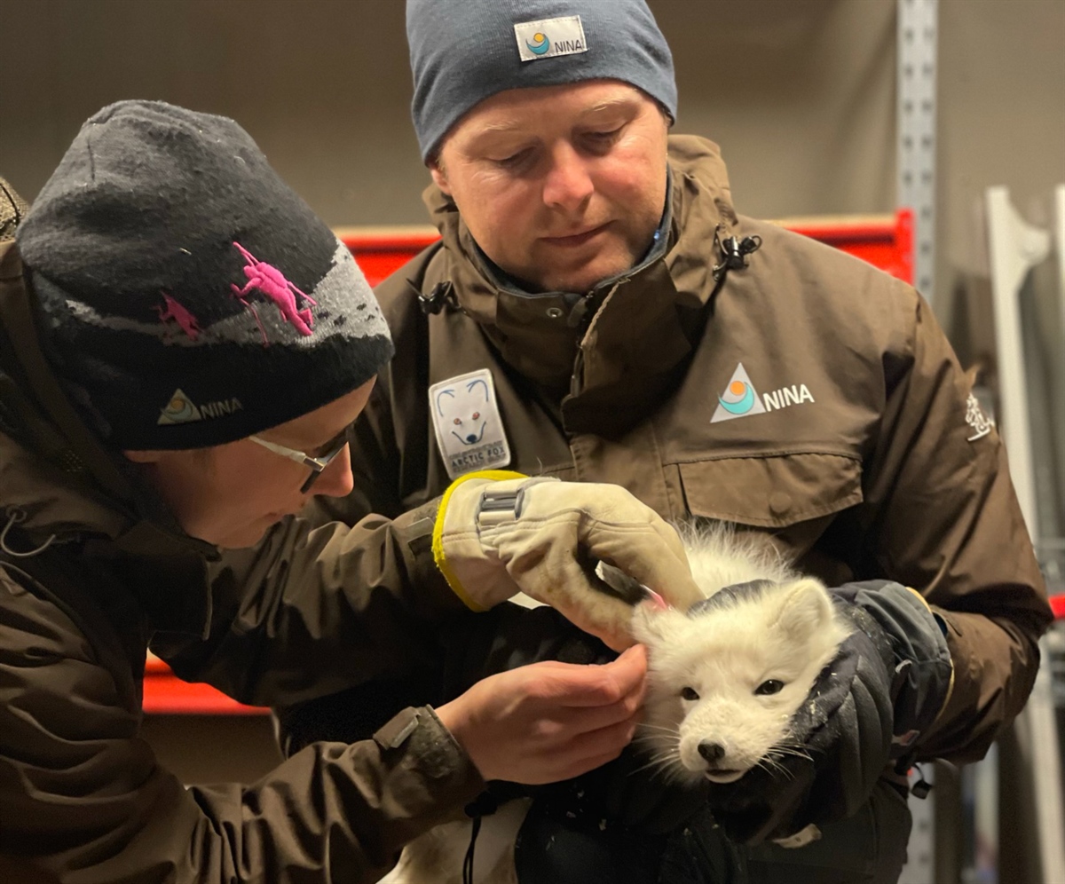 Kristine R. Ulvund og Craig Jackson fra NINA tar hårprøve av fjellreven som ble fanget inn på Værnes i Stjørdal. Foto: Arnstein Staverløkk, NINA