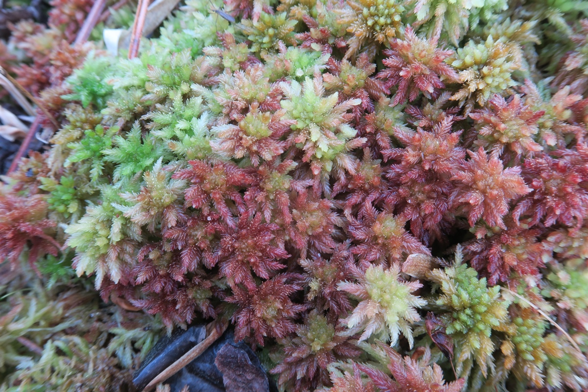 Her er torvmosen som bærer Magni Olsen Kyrkjeeides navn: Sphagnum magniae. Foto: Blanka Aguero