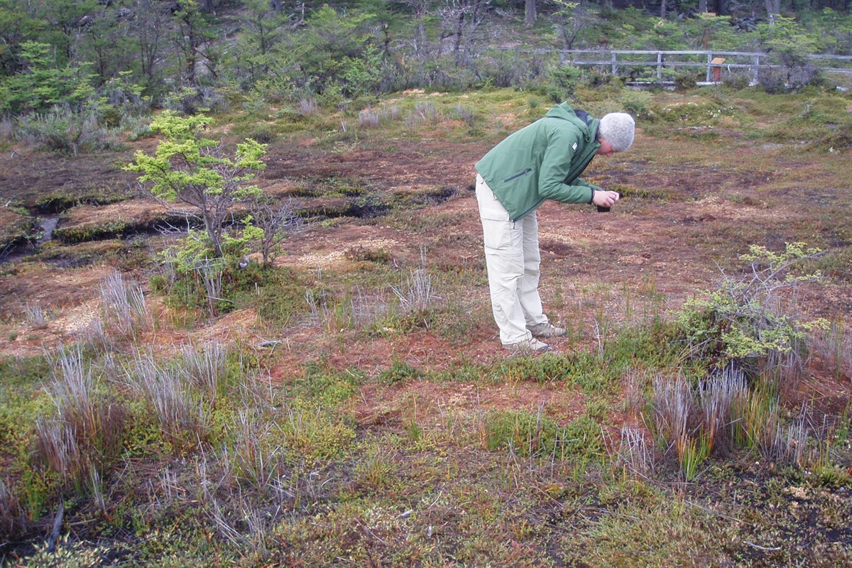 Magni tar bilde av en ekte Sphagnum magellanicum ved Magellanstredet i Argentina. Foto: Espen Sjetne 