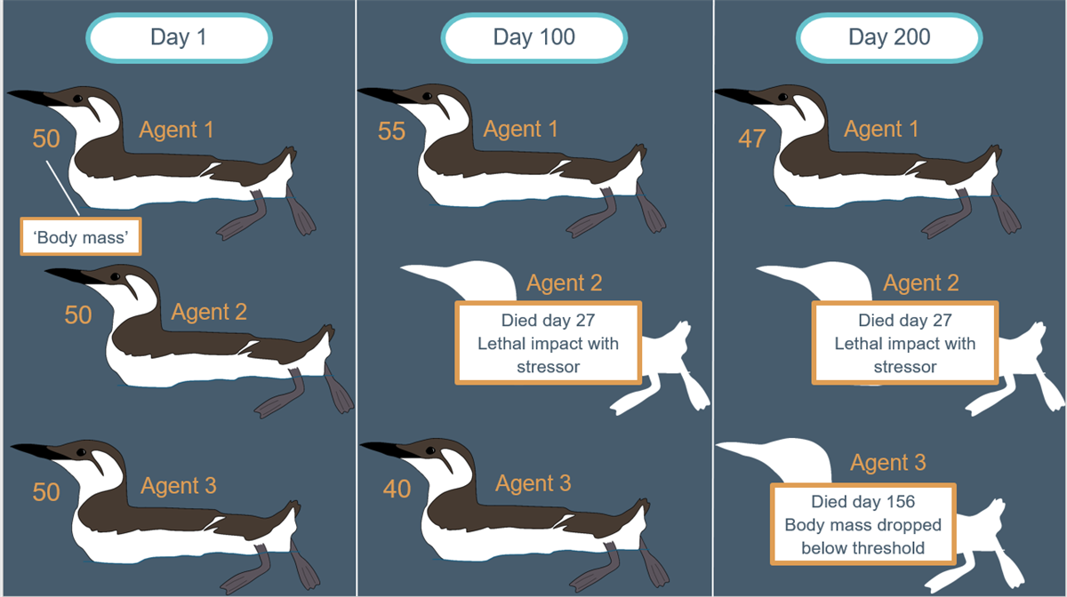 An example of an agent-based model of common guillemots.