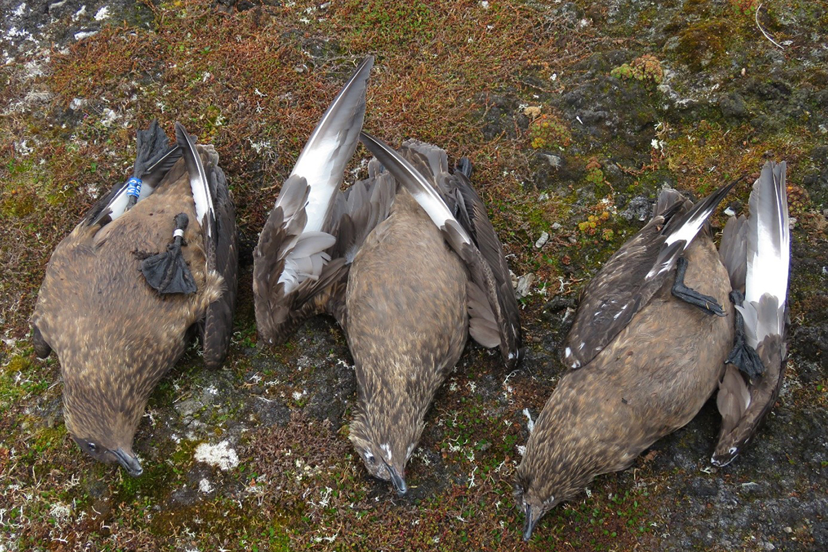 Storjo er en av artene som har blitt hardest rammet av fugleinfluensa de siste to årene. Disse tre ble funnet døde på Hermansenøya på Svalbard. Foto © Børge Moe.