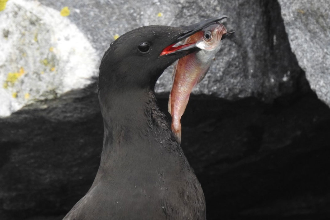 Teist hekker ofte skjult i huler og sprekker nær havet, og reirplassene kan være svært vanskelige å finne. Her er en voksen fugl på vei inn til ungen med en hyse. Foto © Nina Dehnhard