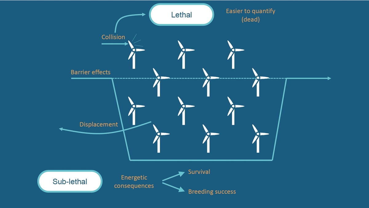 The pathways by which seabirds can be impacted by offshore wind farms 