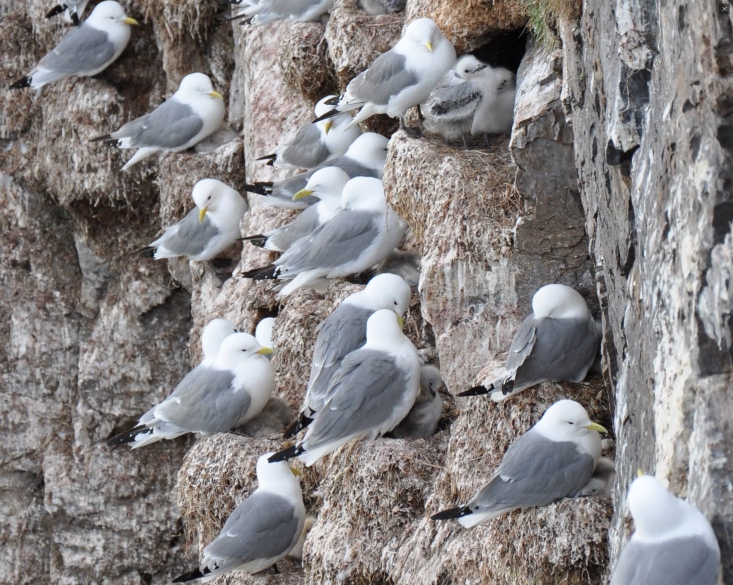 Krykkja kan legge et kull på opptil tre egg, men det er sjelden alle ungene overlever til de blir flygedyktige. Foto: Hanne Pilskog.