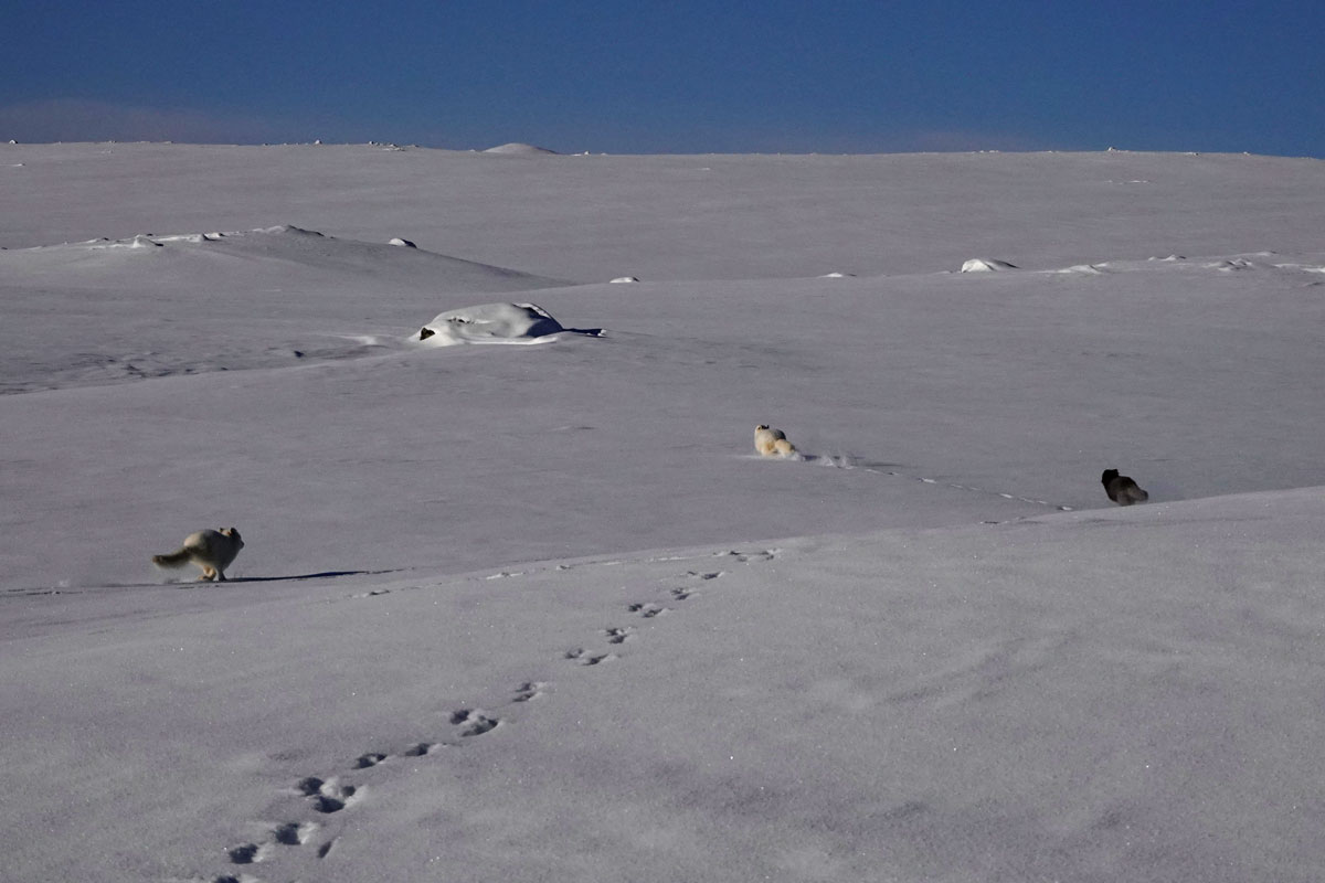 Tre av de fem fjellrevene fra avlsstasjonen i gang med å utforske sitt nye rike på Hardangervidda. Foto: Avlsprogrammet /NINA