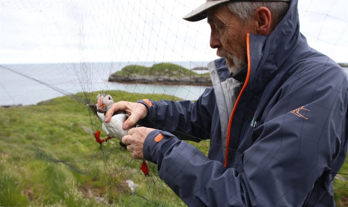 Lunder kan fanges på flere måter. Her frigjør Tycho Anker-Nilssen en lunde som har fløyet inn i et fangstnett på Røst. Foto © Per Anders Todal