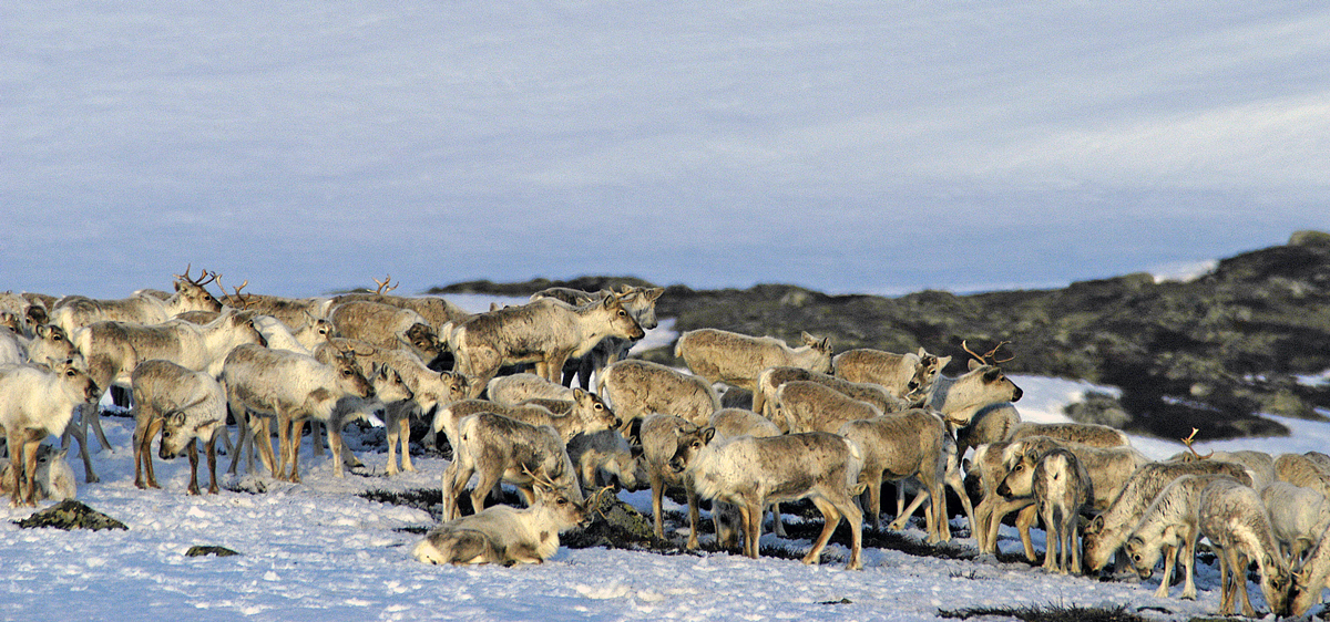 Forstyrrelser gjør at reinen får mindre tid til å beite og hvile. Foto: Olav Strand, NINA