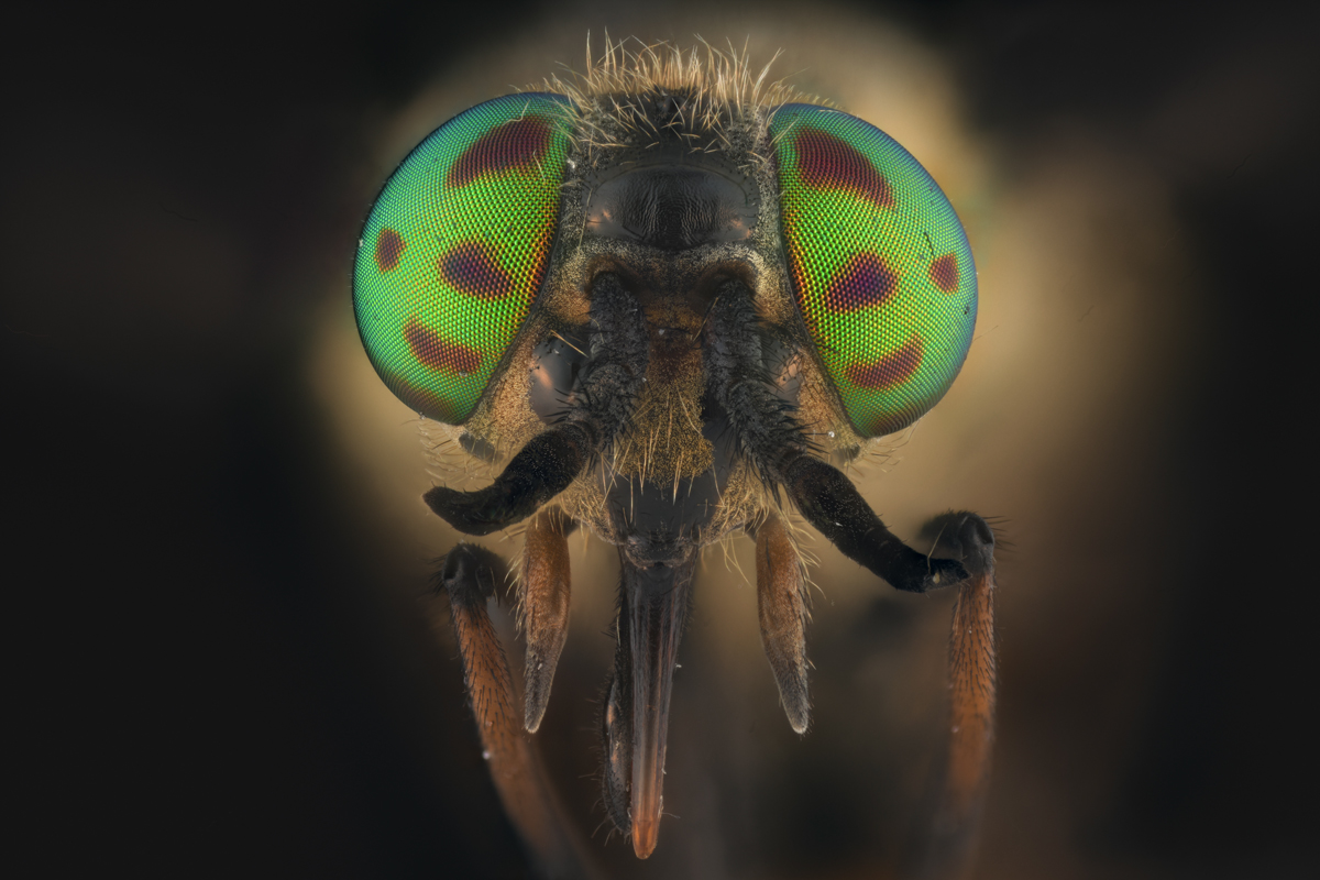 Denne blindingen (Chrysops relictus) er en av artene som går i forskernes feller. Foto: Arnstein Staverløkk, NINA
